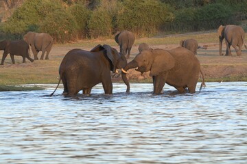 Naklejka premium elephants in the water