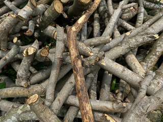 Pile of fire wood or tree branch or twigs