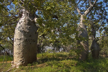 Giant baobabs at Gregory's Tree, Northern Territory, Australia
