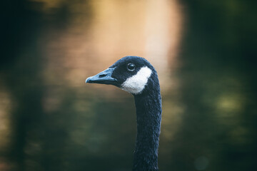 Wildlife and nature in Beacon Hill Park, Victoria, Canada. A peaceful green oasis with local animals, forest trails, and scenic views in the heart of the city.
