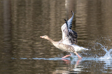 The flying greylag goose, Anser anser is a species of large goose