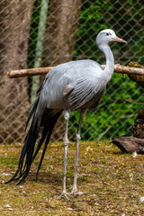 The Blue Crane, Grus paradisea, is an endangered bird