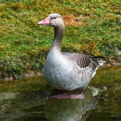 The greylag goose, Anser anser is a species of large goose
