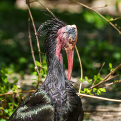 Northern Bald ibis, Geronticus eremita in a German park