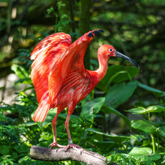 The Scarlet ibis, Eudocimus ruber is a species of ibis in the bird family Threskiornithidae.