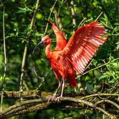 The Scarlet ibis, Eudocimus ruber is a species of ibis in the bird family Threskiornithidae.