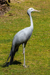 The Blue Crane, Grus paradisea, is an endangered bird