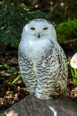 The Snowy Owl, Bubo scandiacus is a large, white owl of the owl family