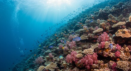 Fototapeta premium Coral Reef Underwater Scene