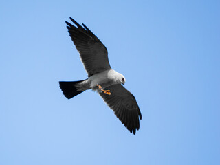Mississippi kite bird in flight
