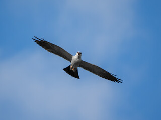 Mississippi kite bird in flight
