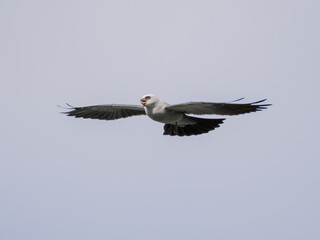 Mississippi kite bird in flight while eating