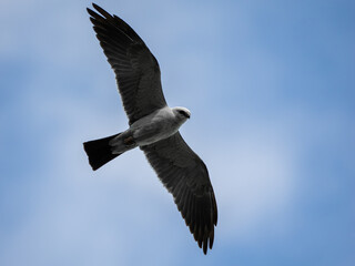 Mississippi kite bird in flight