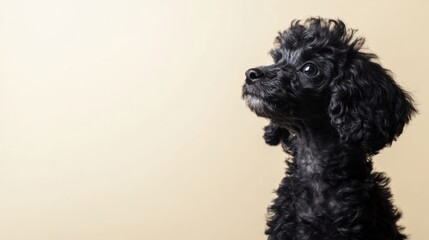 Black poodle puppy portrait