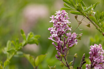  a close-up of a blooming lilac flower cluster with light purple petals. The background is softly blurred, highlighting the vibrant green leaves and the intricate details of the lilac blossoms