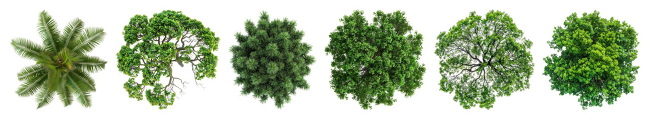 Obraz premium PNG Majestic tree foliage green view., transparent background