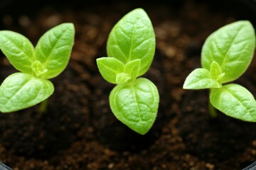 Naklejka premium Baby Plant Sprouting in Dark Rich Soil