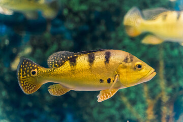 Underwater corals and tropical fishes