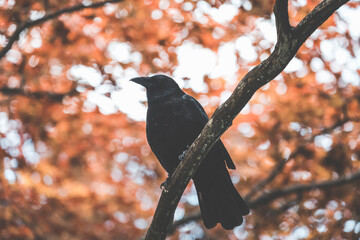 blackbird on a branch with red canadian maple background