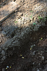 Planting French bean seeds in the ground near a plastic grid in the vegetable garden 