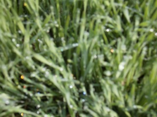 Abstract green natural background. Beautiful blurred view of green grass with dew drops