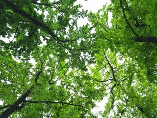 Tall oak trees with green leaves. View of branches with lush foliage in spring. Oak trees in the park in spring. Tops of oak trees