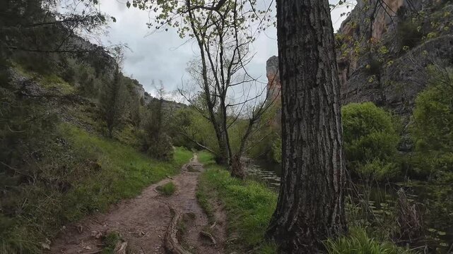 Hiking trail winding through lush green forest alongside serene river