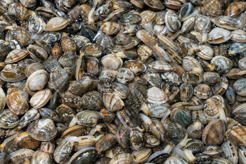 Fresh Clams Market in Asian Countryside