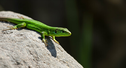 Fototapeta premium Reptile, Reptile on rock, Stone, Green Lizard on a Rock
