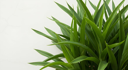 Fototapeta premium Leaves, Foliage, Greenery, Lush Green Plant Against White Wall