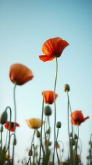 Fototapeta premium close-up shot of several poppies in a field against a clear
