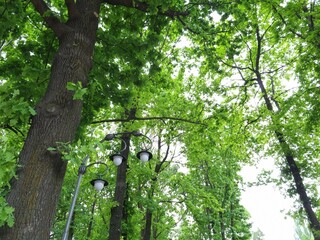 Street lamp among tall oak trees. Lush foliage on oak trees