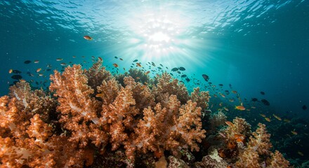 Fototapeta premium Coral Reef with Fish Underwater Scene
