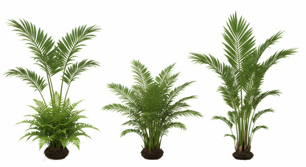 Palm trees, Fern, Greenery, Three Tropical Plants on White Background