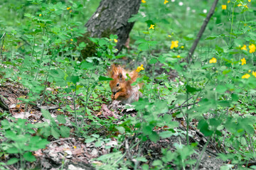 Red squirrel sits and eats in a forest glade with celandine