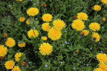 Dandelion plants with many yellow flowers. Taraxacum officinalis wildflower