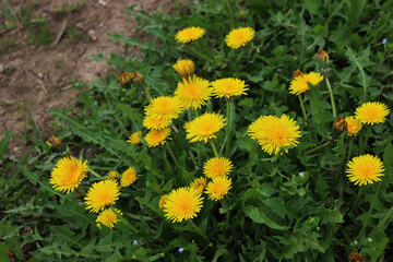 Dandelion plants with many yellow flowers. Taraxacum officinalis wildflower