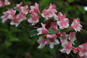 Weigelia florida branch in bloom on springtime with copy space.. Many light pink flowers of Weigelia in the garden 