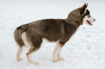 Husky stands on snowy ground wearing red collar, facing right. Overcast lighting casts soft shadows, highlighting thick fur. Snow creates serene, wintery backdrop