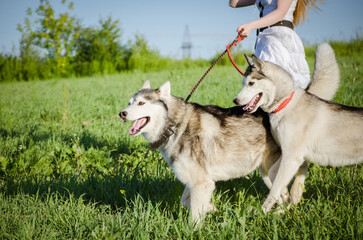 Two huskies with leashes roam vibrant meadow on sunny day. Young woman, partly visible, leads them. Dogs exhibit joy and energy, surrounded by verdant landscape
