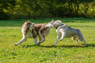 Energetic huskies joyfully engage in play on lush green field. Dappled sunlight highlights their...