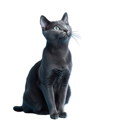 A detailed illustration of a gray cat sitting upright, gazing upward with alert eyes and a focused expression. isolated on white background and transparent background