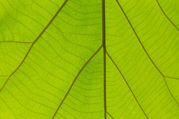 Green macro leaves,Seamless  green leaves background