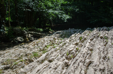 Limestone formation spans across ground amid dense forest. Sunlight filters through trees,...