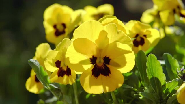 Close-up of yellow flowers of the Violaceae family in spring. In a backyard garden bed. Spring in the garden. Slow motion 100fps.