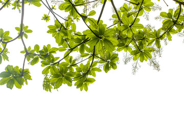 Fresh green leaves isolated on white