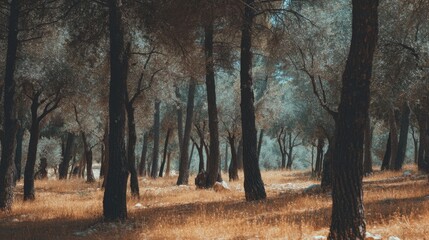 Fototapeta premium Serene forest landscape with olive trees and golden grass under a clear blue sky, a peaceful and tranquil natural setting