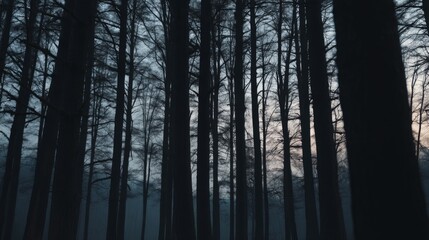 Fototapeta premium Ethereal Forest Scene with Tall Trees and Mysterious Fog at Dusk Under a Soft Light in a Serene Nature Background