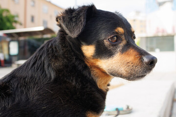 Retrato de pequeño perro Lancashire Heeler en la calle, Alcoy, España