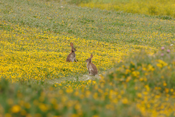 Dos conejos sentados en el prado con flores amarillas de Lengua de vaca (Scorpiurus muricatus), Beniarres, España